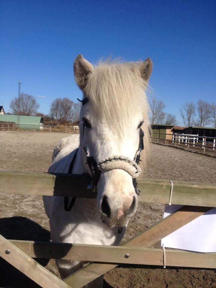 Islænder Áning Fra Fjalli. billede 14