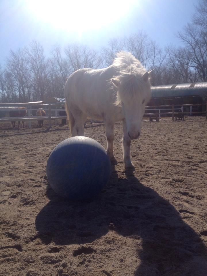 Islænder Áning Fra Fjalli. billede 17