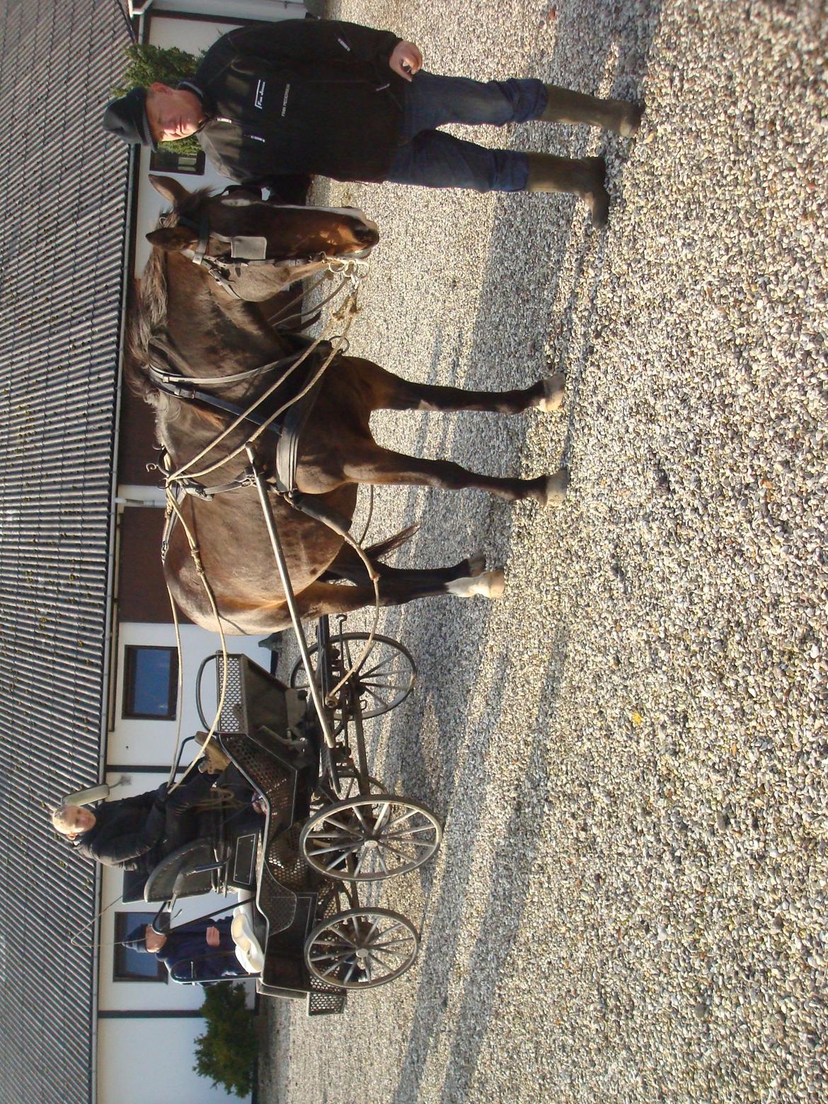 Anden særlig race Musse billede 12