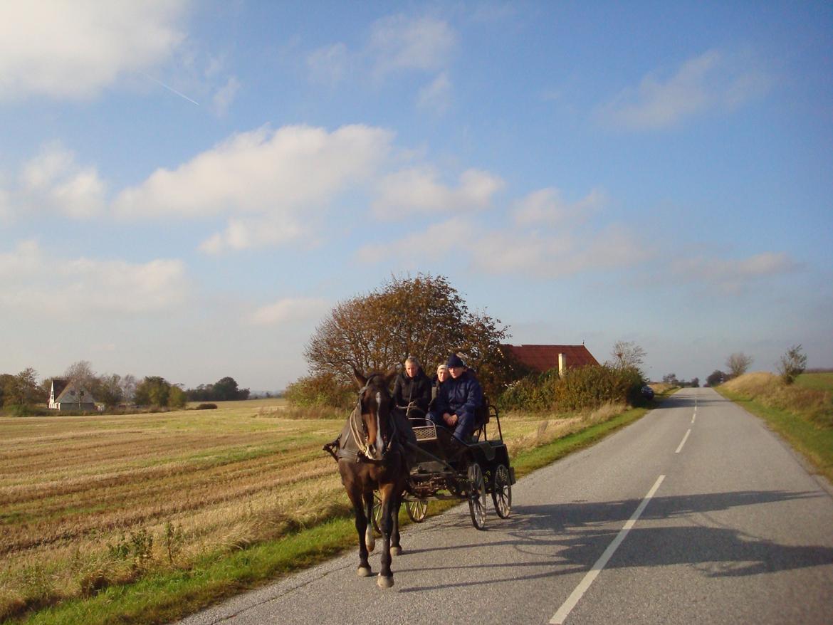 Anden særlig race Musse billede 13