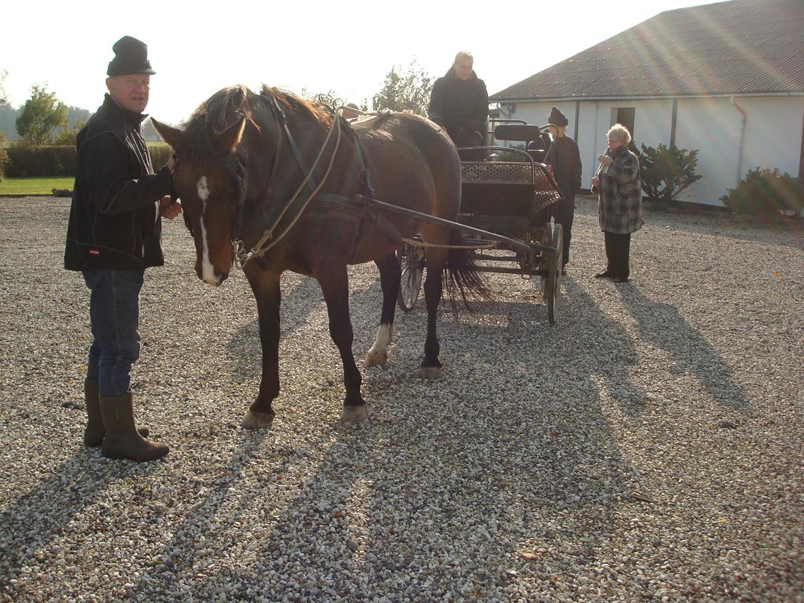 Anden særlig race Musse billede 14