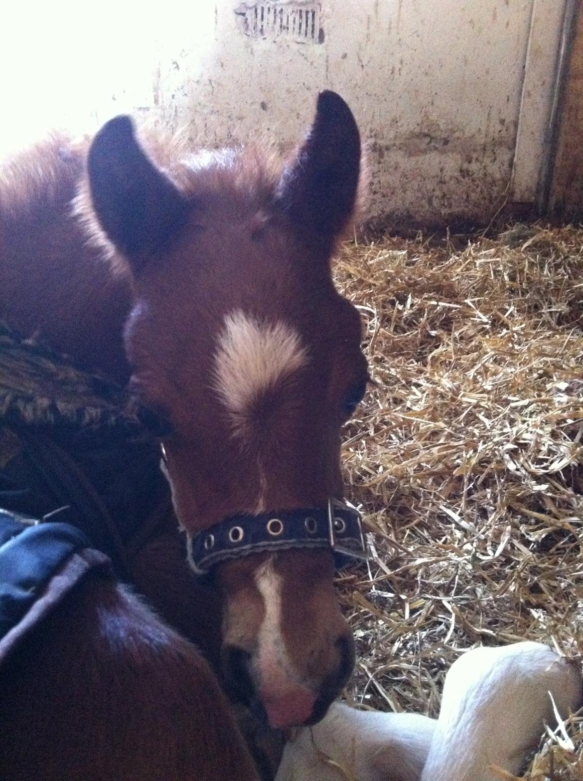 Welsh Pony (sec B) ChaTho´s Zippo - 1 april 2013 - 14 dage gammel billede 32