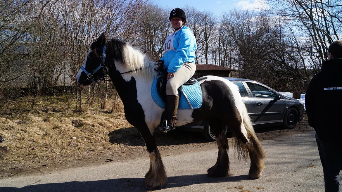 Irish Cob Hidalgo O'hara - distance i sdr felding på 15 km. billede 2