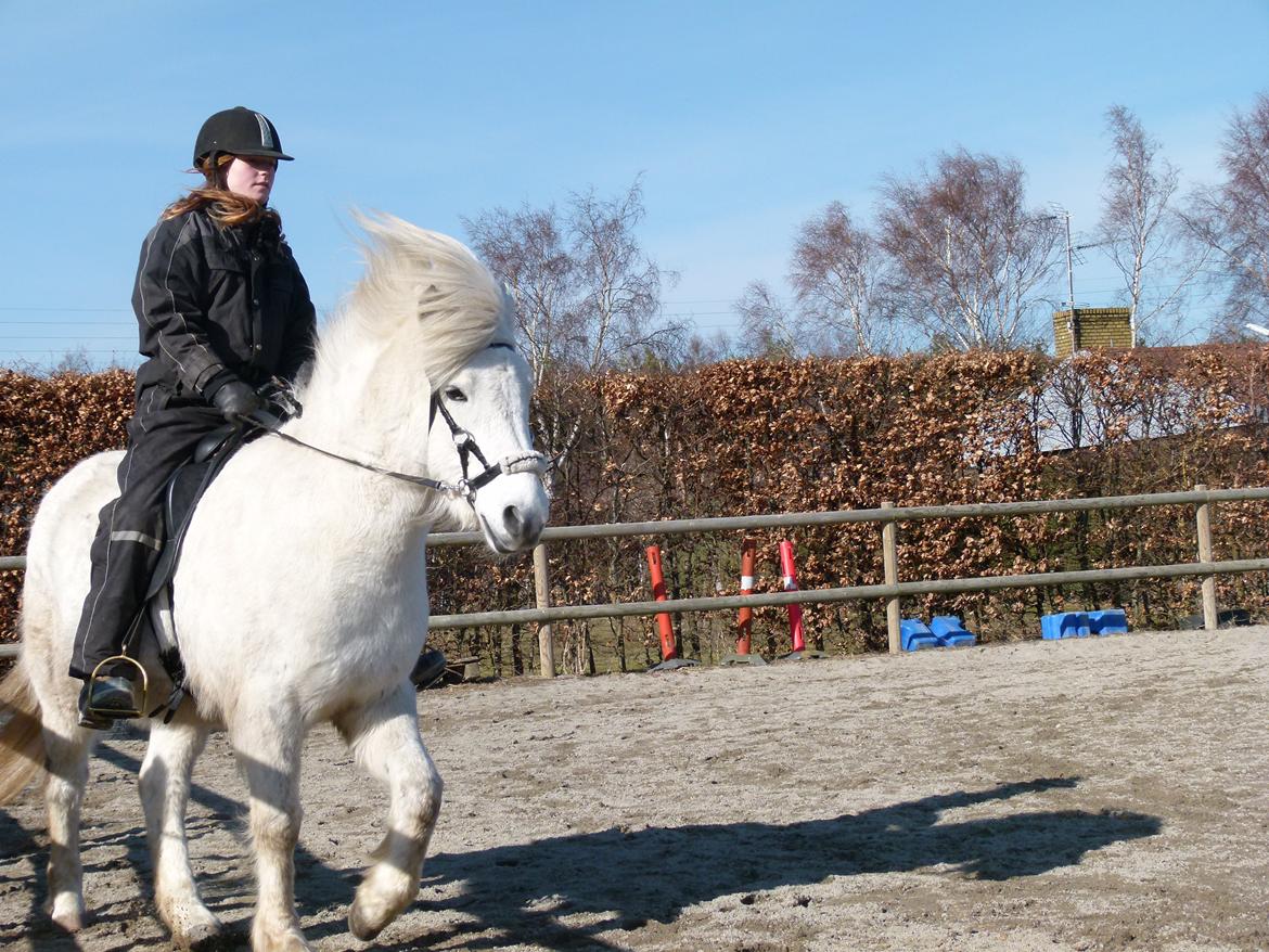 Islænder Áning Fra Fjalli. billede 18