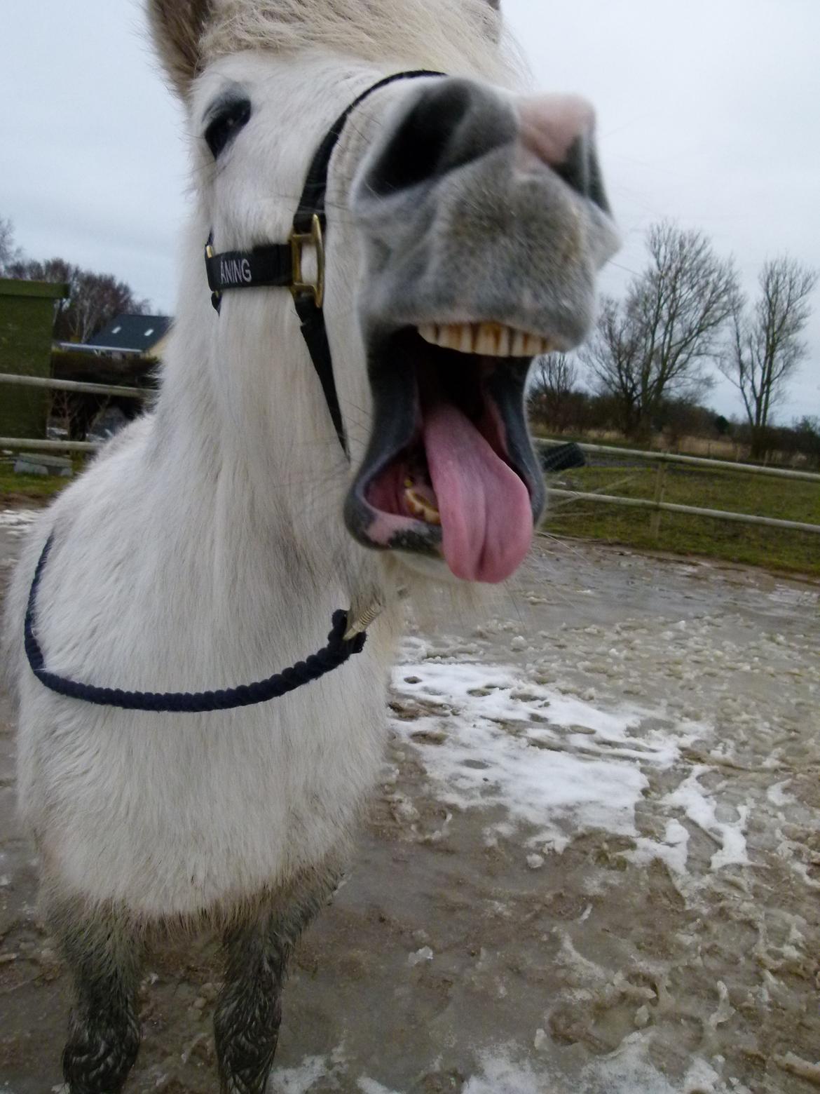Islænder Áning Fra Fjalli. billede 19