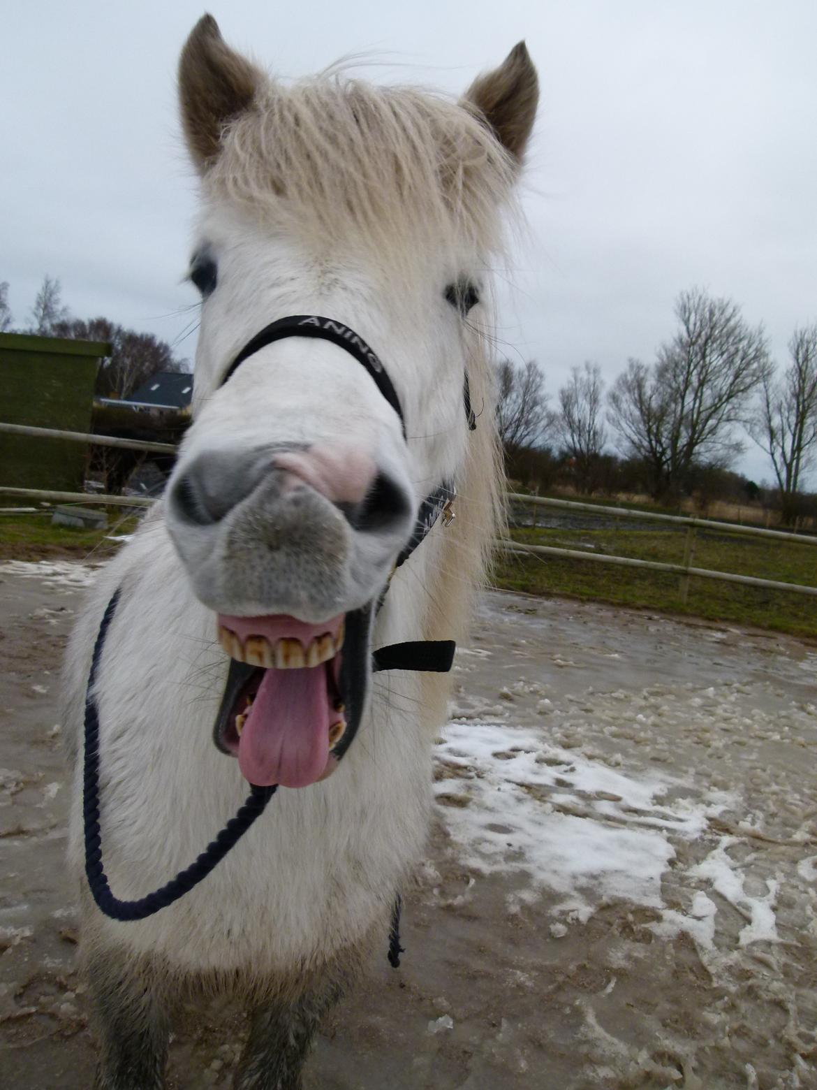 Islænder Áning Fra Fjalli. billede 9