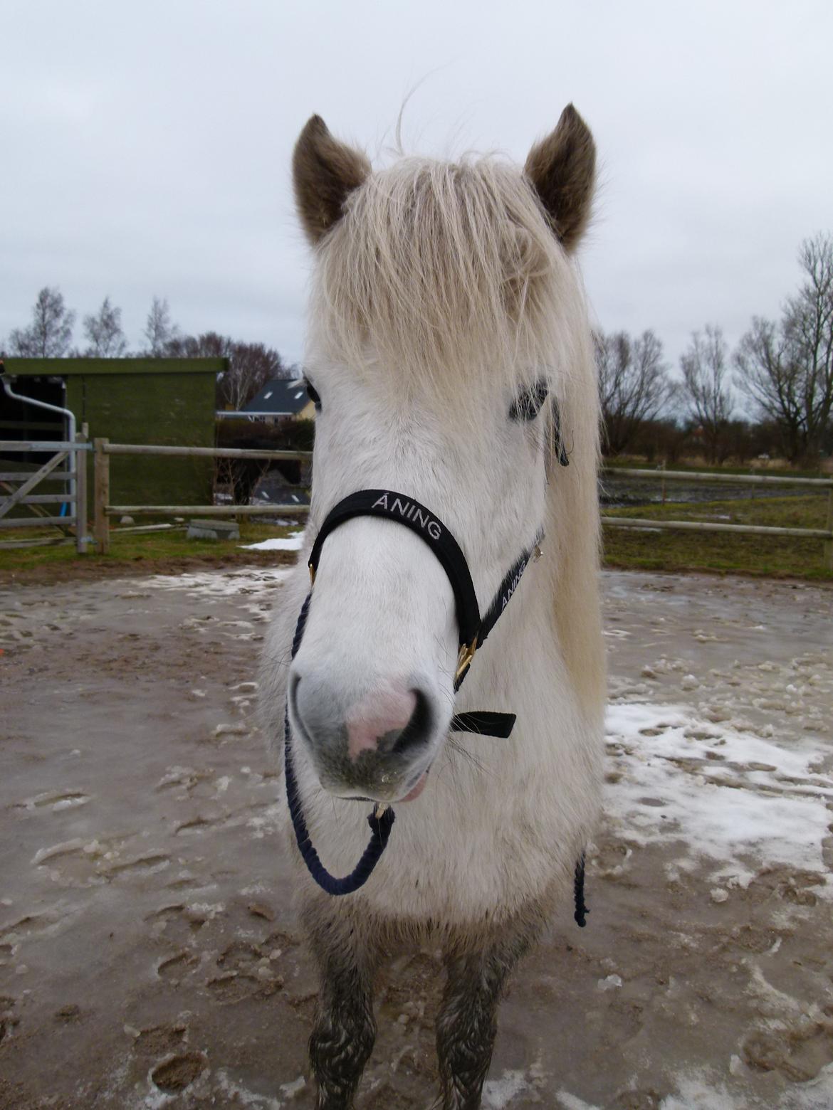 Islænder Áning Fra Fjalli. billede 4