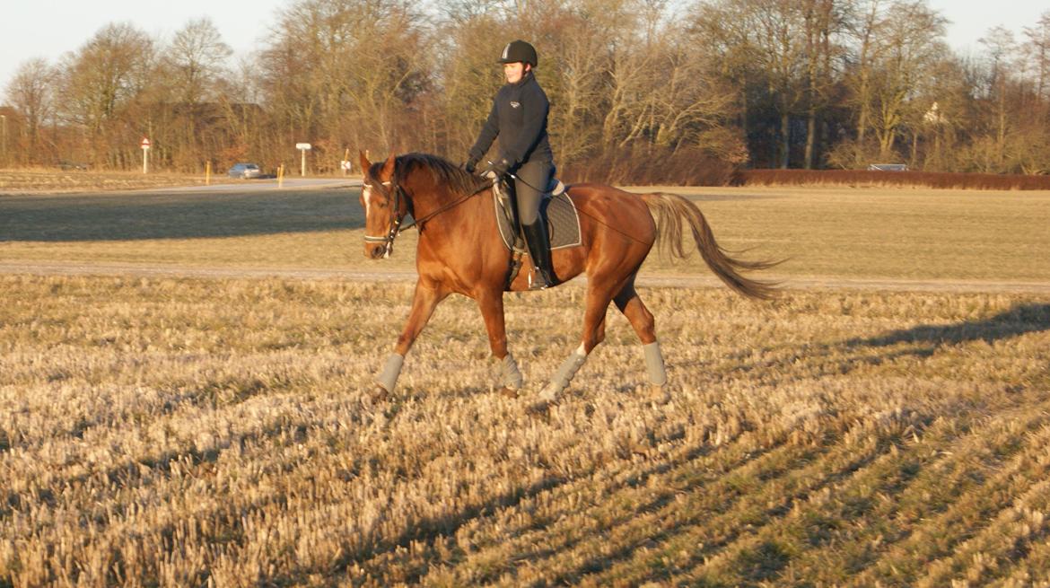 Anden særlig race Charlie (bisbis) - træning d. 11/3 - 2013  billede 7