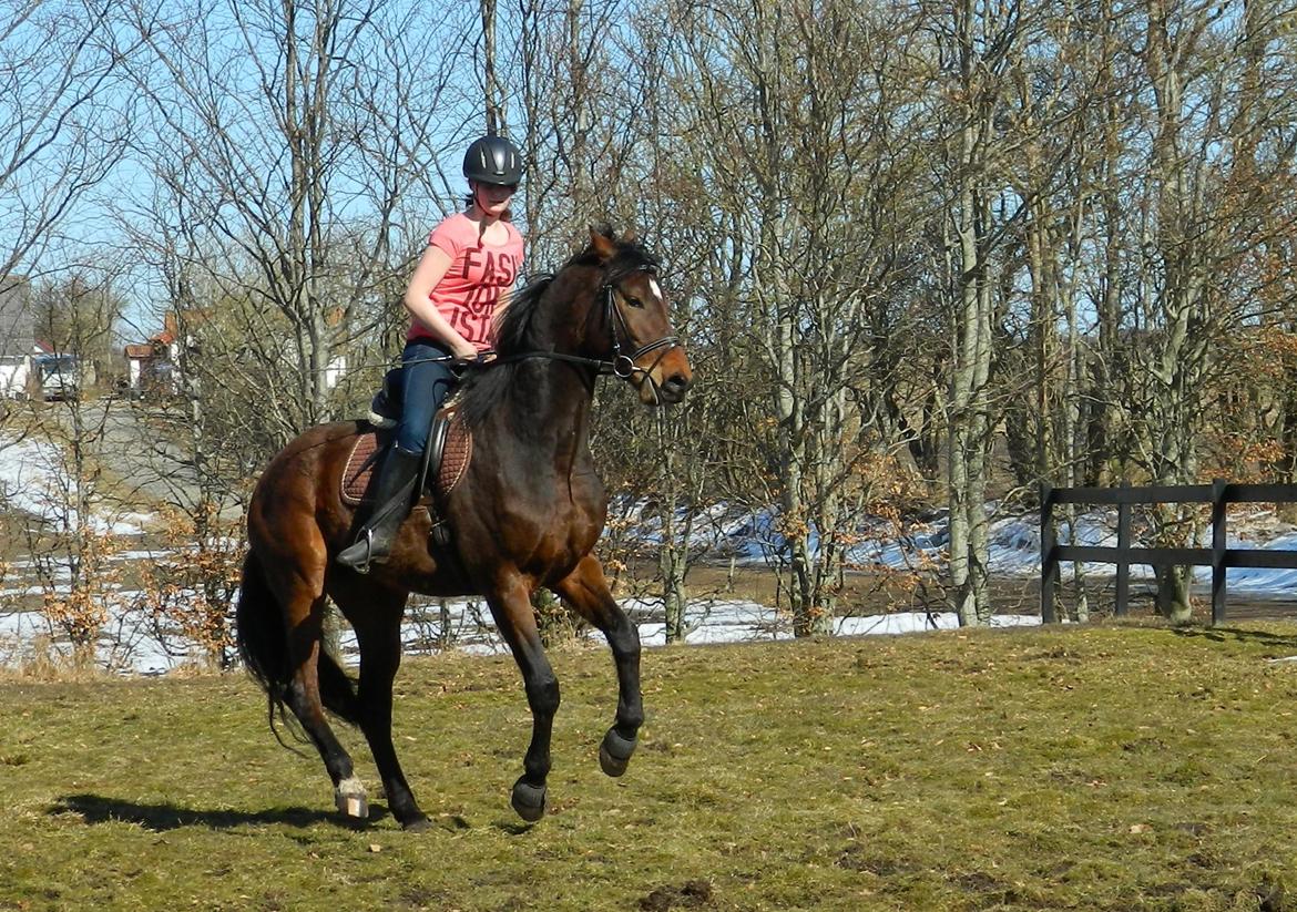 Dansk Varmblod Stenager's Remember Me - 1. april 2013 - Lidt frisk hest idag, det lykkedes ham også at smide mig af :-) billede 7