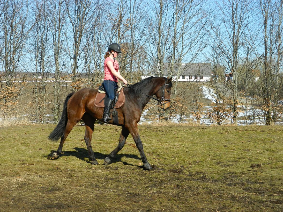 Dansk Varmblod Stenager's Remember Me - 1. April 2013 - Da han slappede lidt af så vi fik lavet noget fornuftigt :-) billede 8