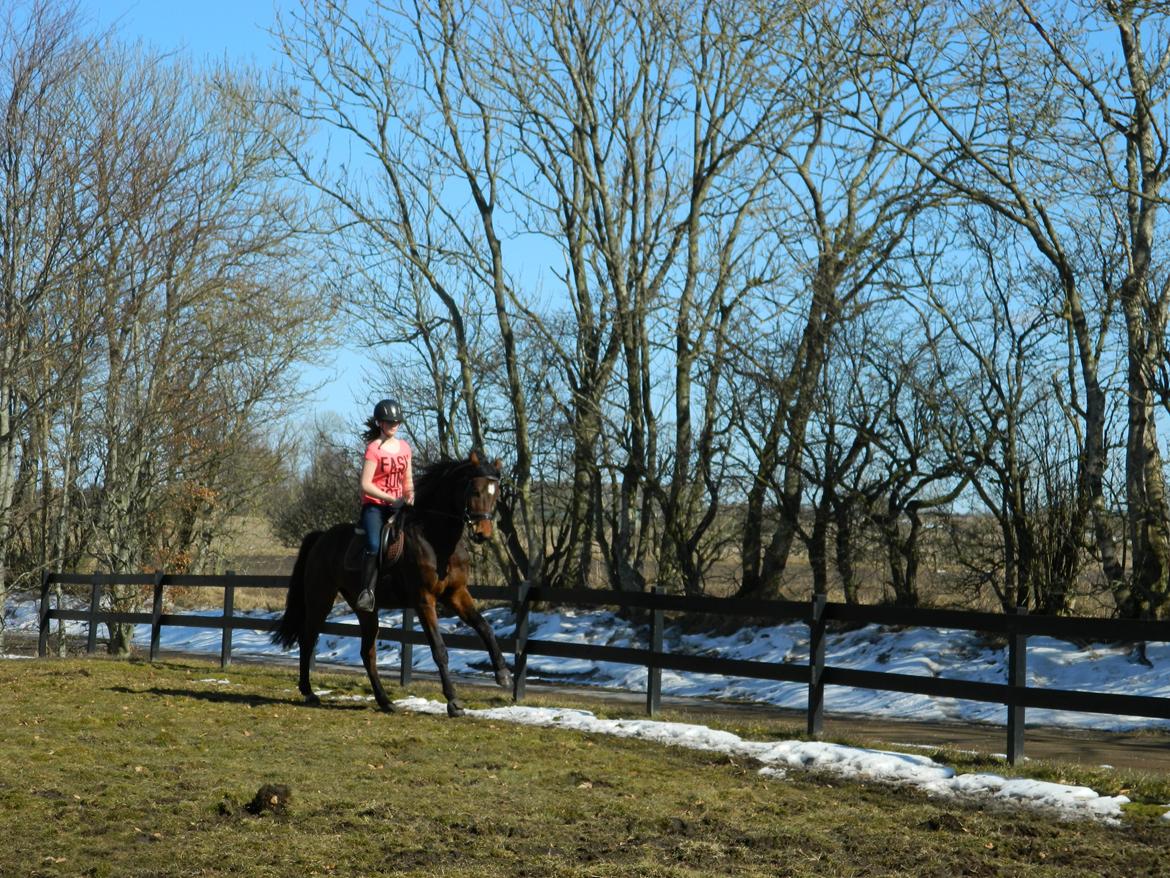 Dansk Varmblod Stenager's Remember Me - 1. April 2013 - Lidt galop, dog forkert! billede 9