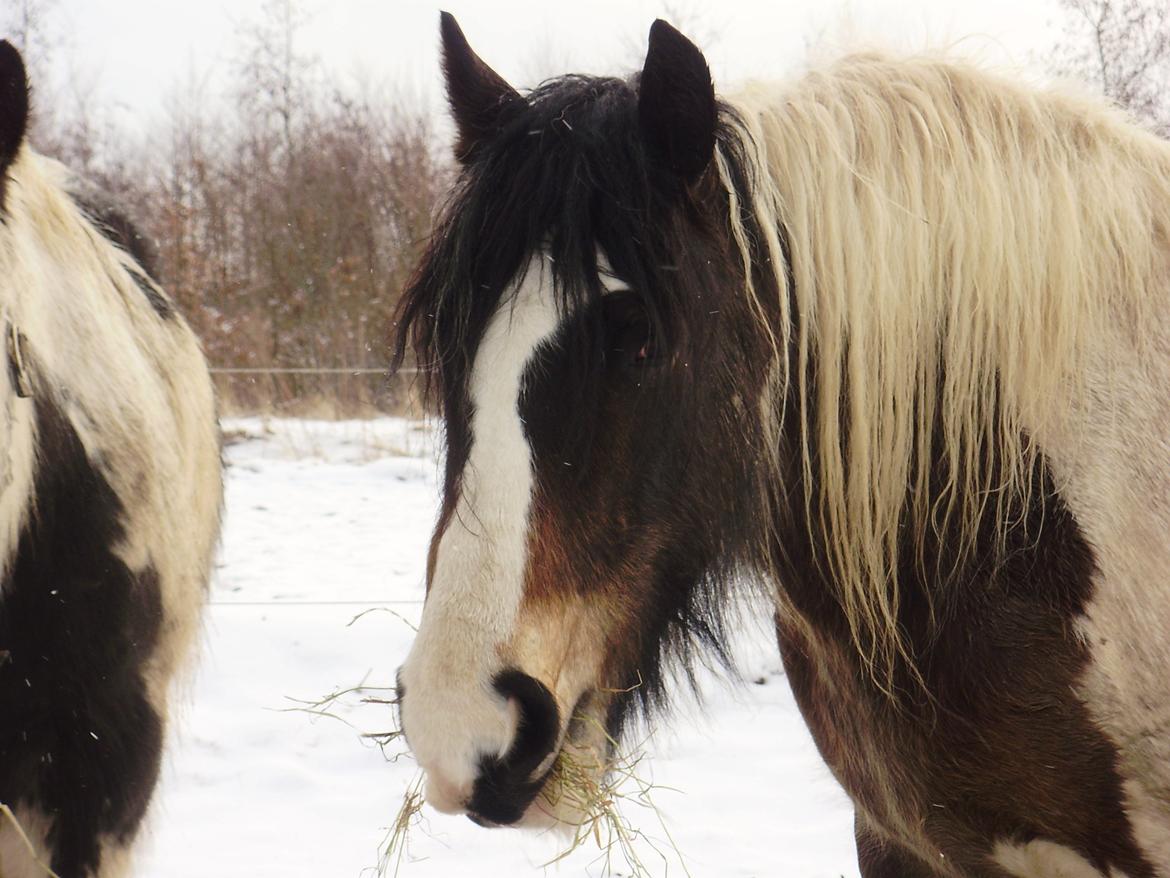 Irish Cob Grace O`Malley fan Kilewier - Datoen siger d.1 april og der er stadig sne. billede 12