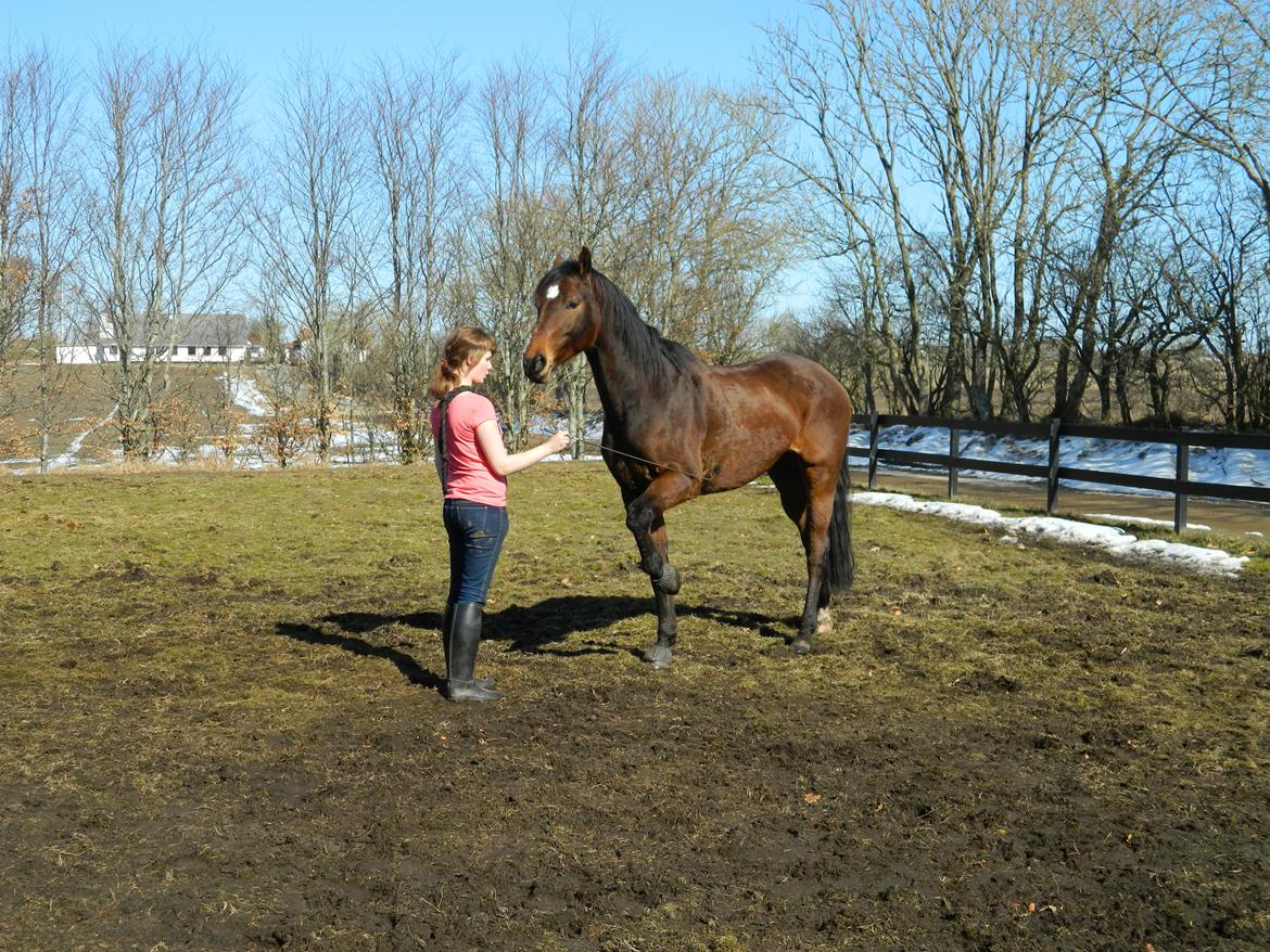 Dansk Varmblod Stenager's Remember Me - 1. April 2013 - Lidt trick træning efter ridningen. Virkelig dejligt at han er så lærenem. Og at har forstået meningen med at skal blive, så man ikke behøver at have noget på ham. Selvom han har hele den ene side til at stikke af på! =) Stolt! billede 10