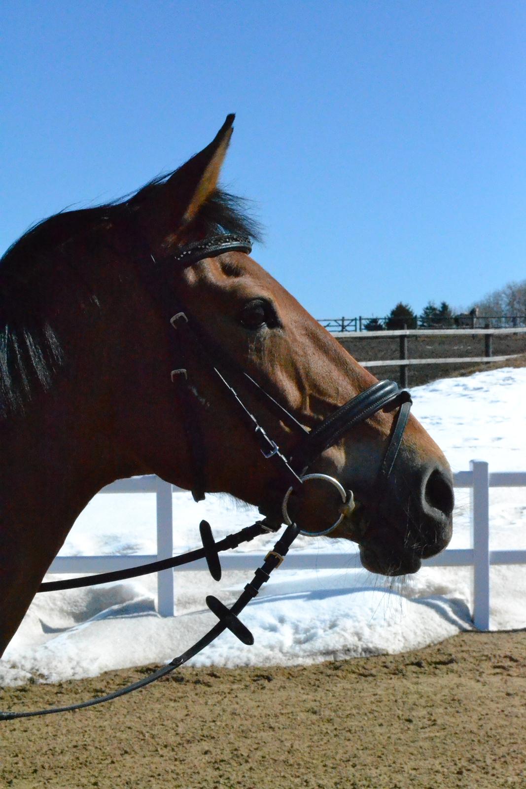 Anden særlig race Esmaralda billede 23