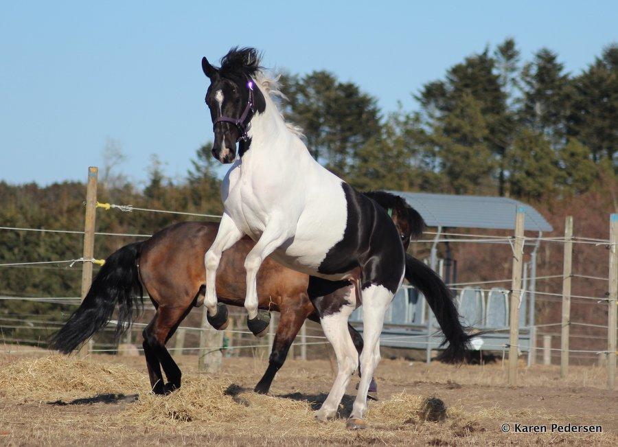 Pinto Vestervangs Miss Zorba - Livsglæde som få <3 billede 15