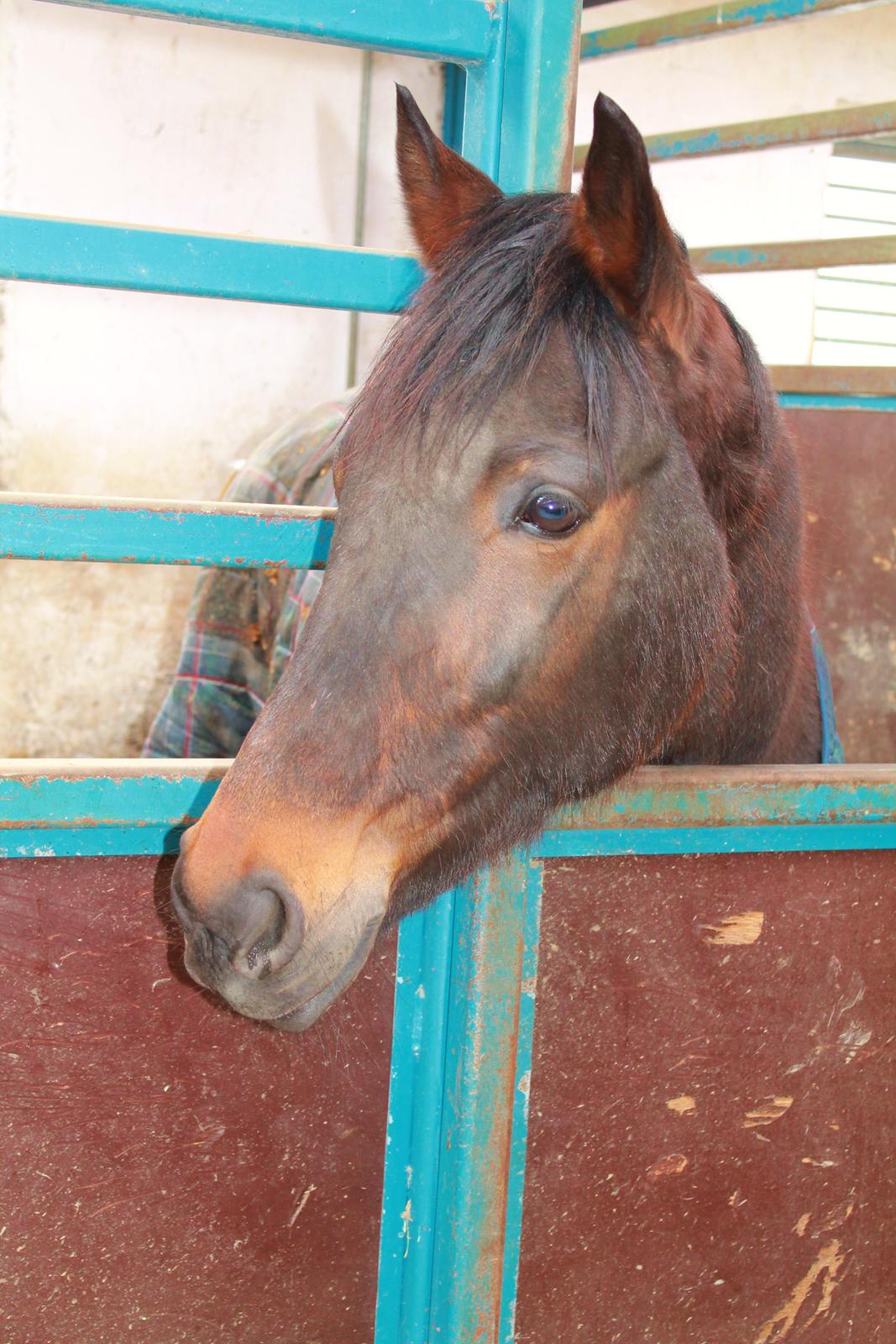 Traver Ragpicker's Dream "Pippi" <3 billede 10