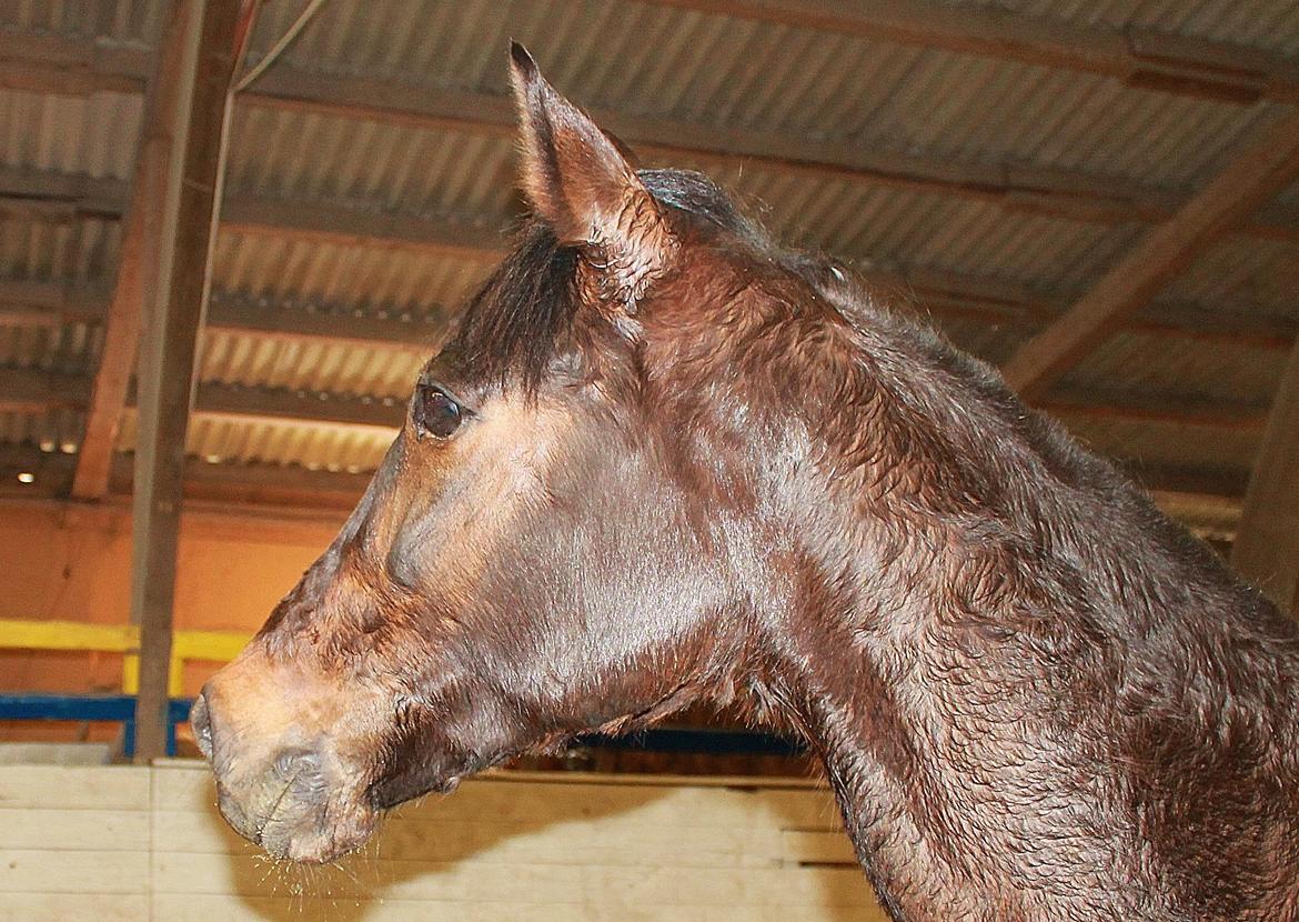 Traver Ragpicker's Dream "Pippi" <3 billede 16