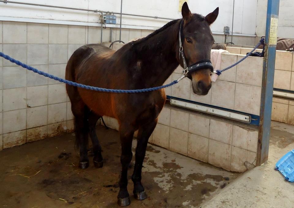 Traver Ragpicker's Dream "Pippi" <3 billede 13