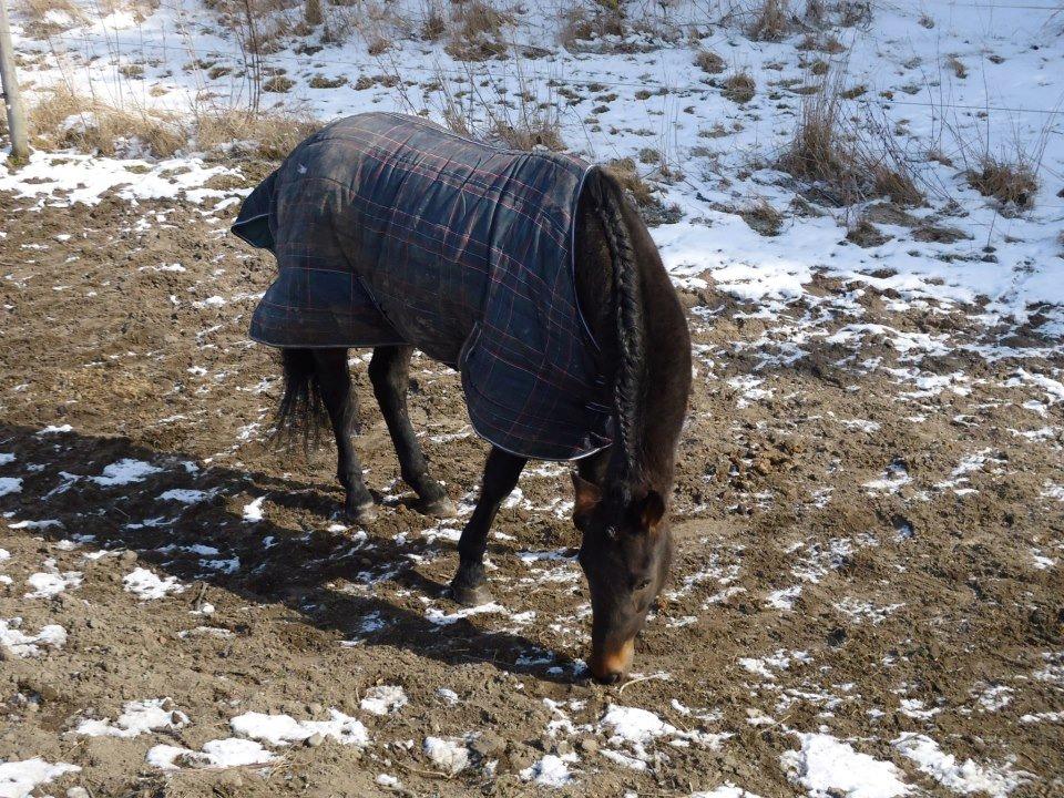 Traver Ragpicker's Dream "Pippi" <3 billede 19