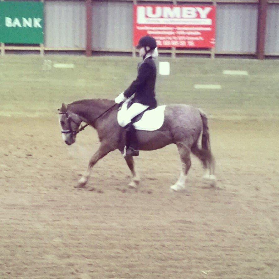 Dartmoor Skovbrynets Bastjan - TCD billede 12