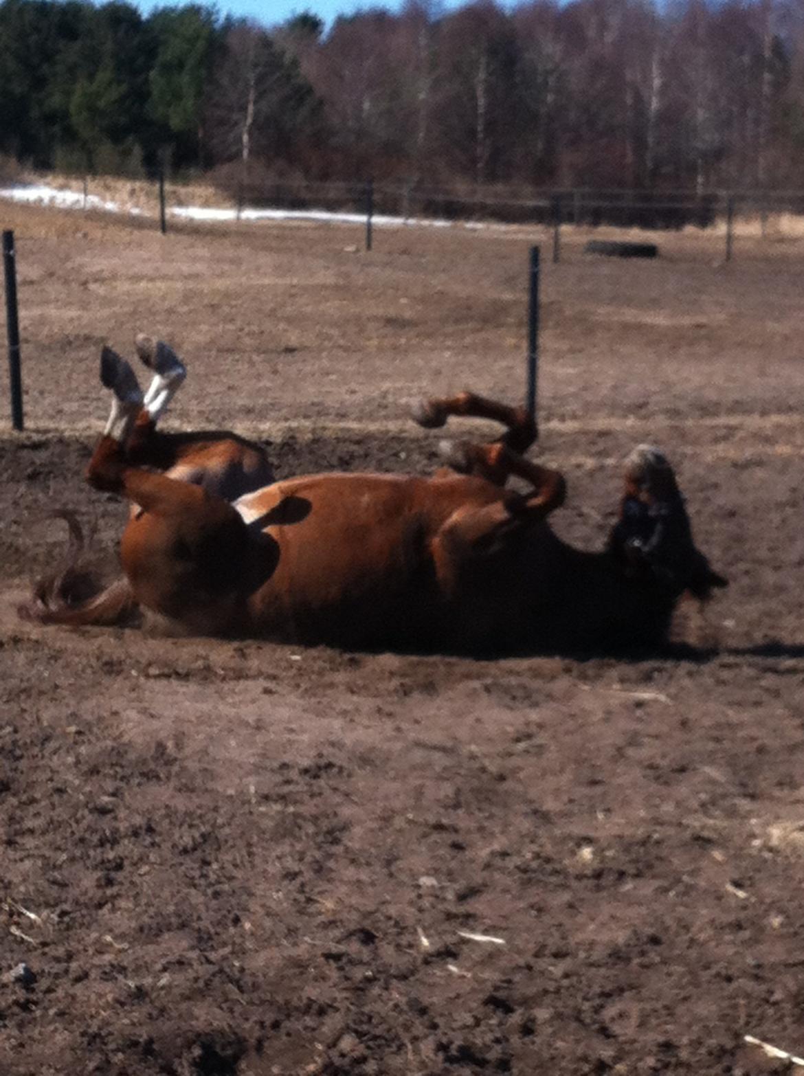 Anden særlig race Papaya billede 8