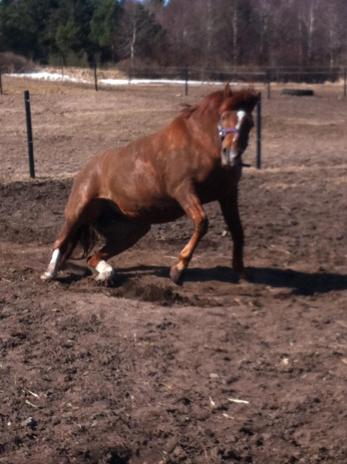 Anden særlig race Papaya billede 12