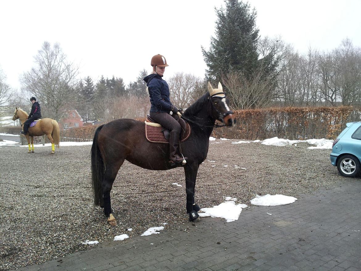 Hollandsk Sportspony Locoloco - Så er vi sidst i Marts så nu er der kun 1 1/2 måned til at hun skal fole.. Spændene billede 1