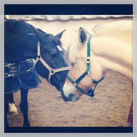 Oldenborg Siska billede 13