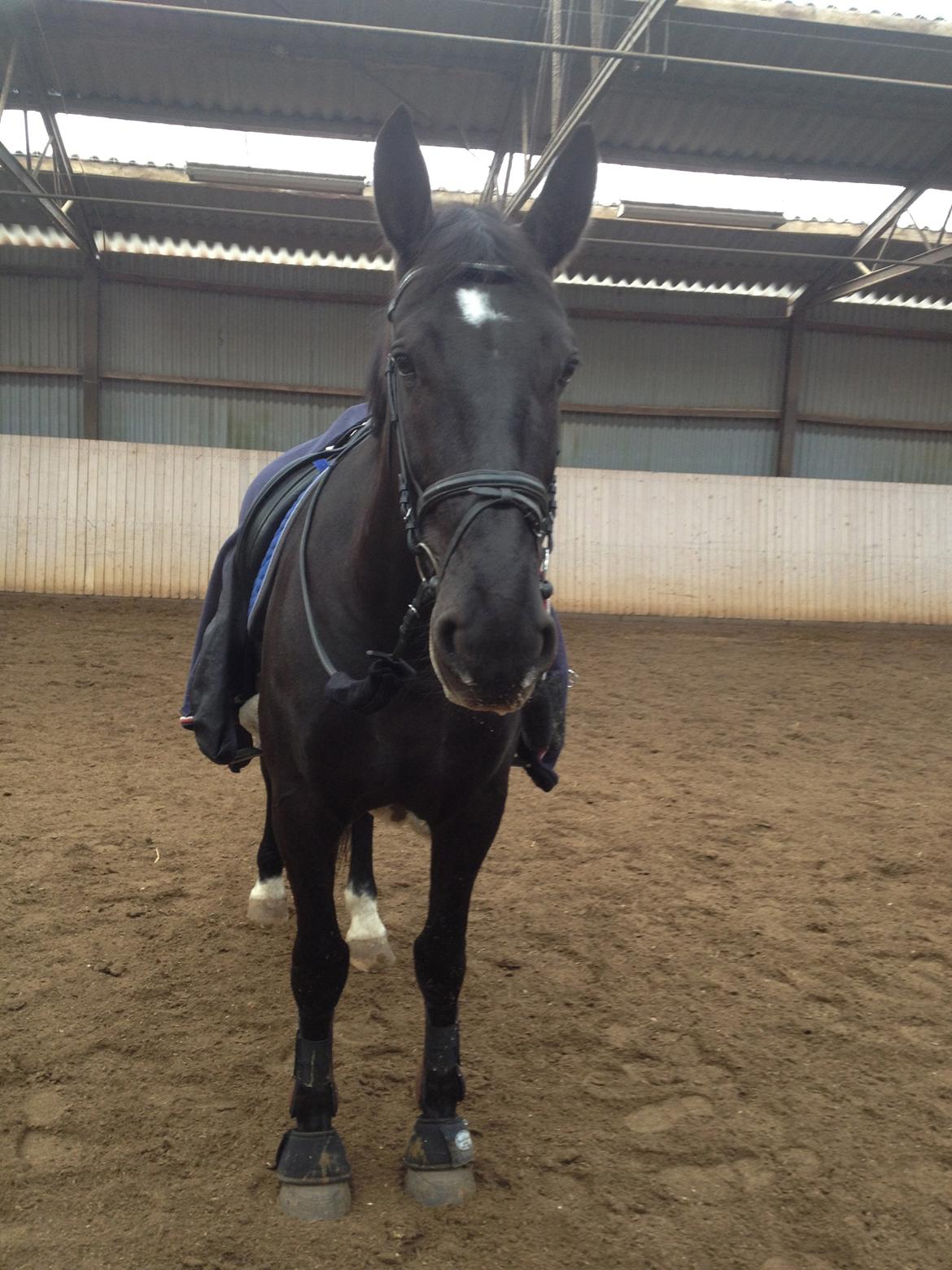 Oldenborg Siska billede 15