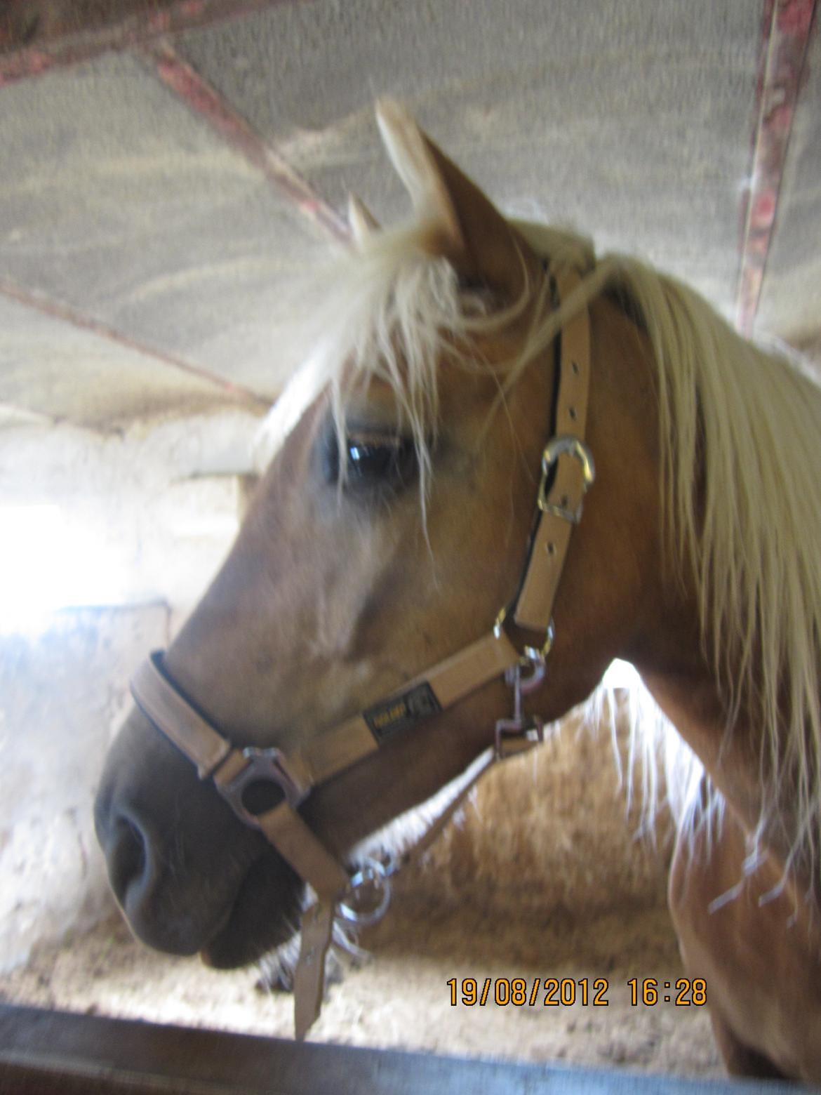 Haflinger Gelstoft Houston billede 7