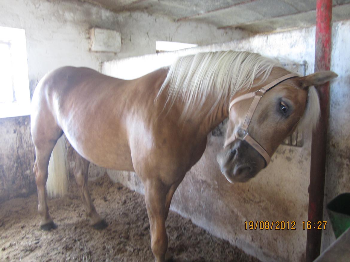 Haflinger Gelstoft Houston billede 8
