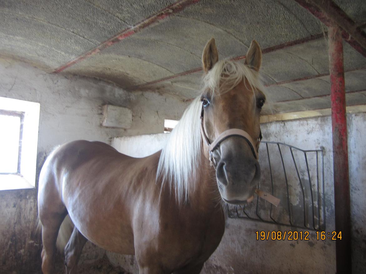 Haflinger Gelstoft Houston billede 9