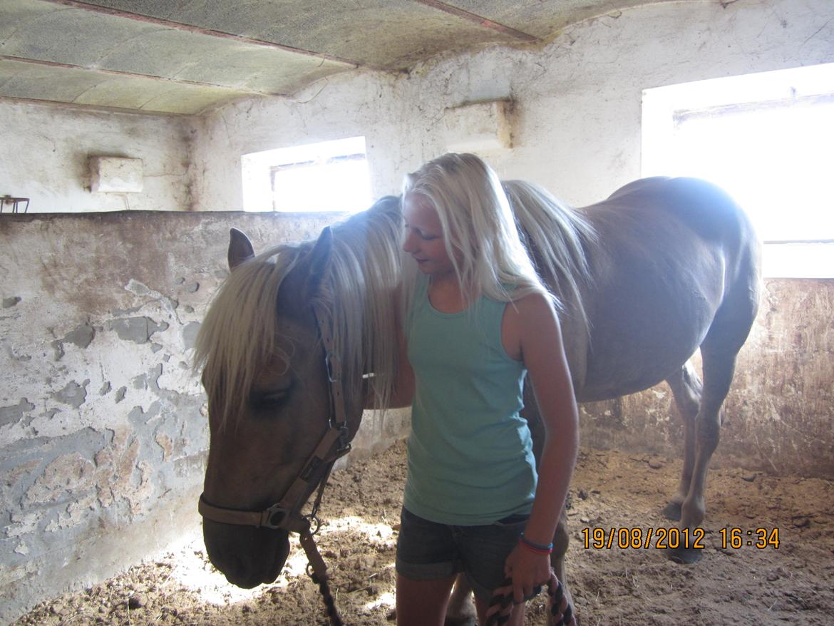 Haflinger Gelstoft Houston billede 10