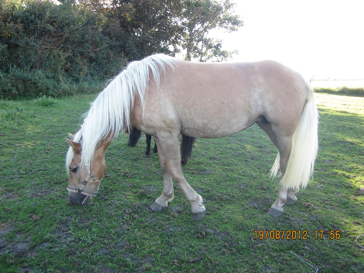 Haflinger Gelstoft Houston billede 12