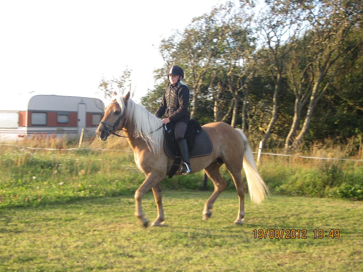 Haflinger Gelstoft Houston billede 13