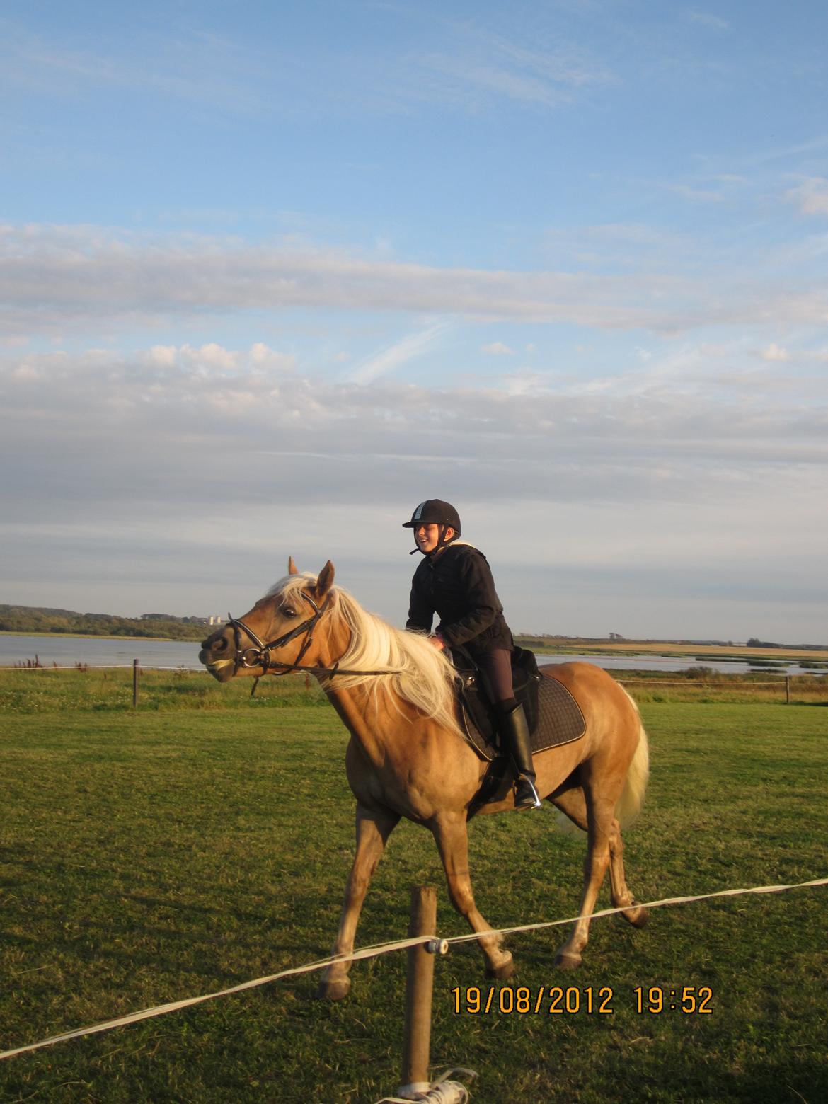 Haflinger Gelstoft Houston billede 14