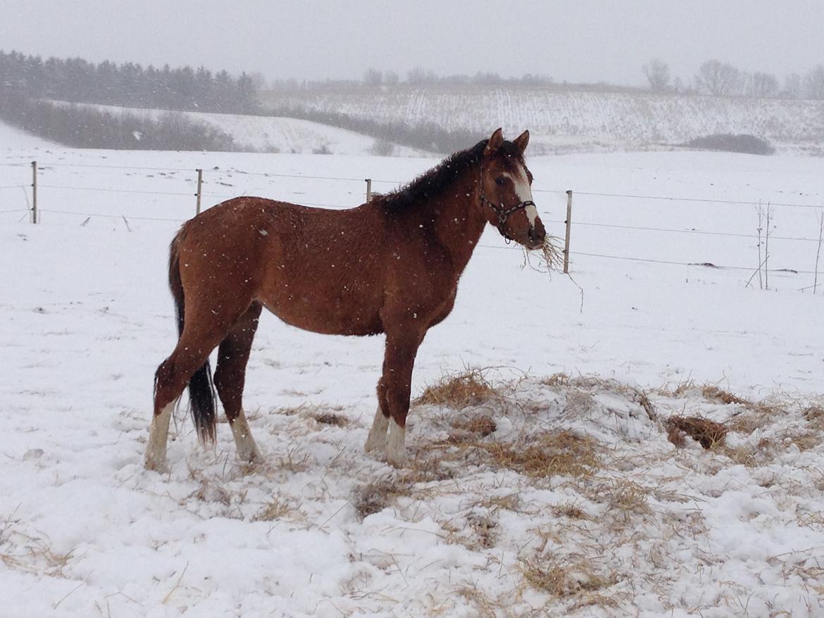 Pinto Dancing Rose billede 10