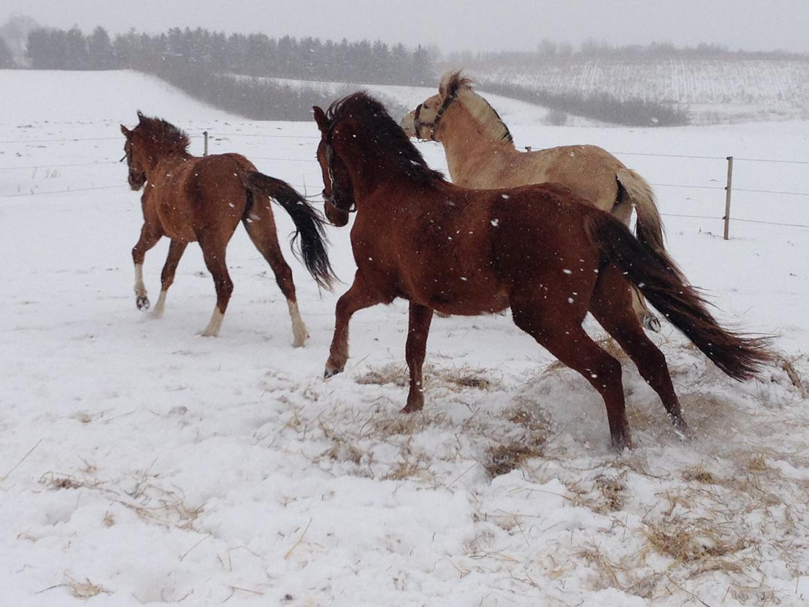 Pinto Dancing Rose billede 11