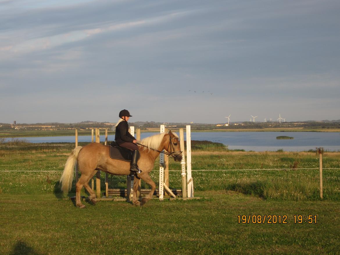 Haflinger Gelstoft Houston billede 15