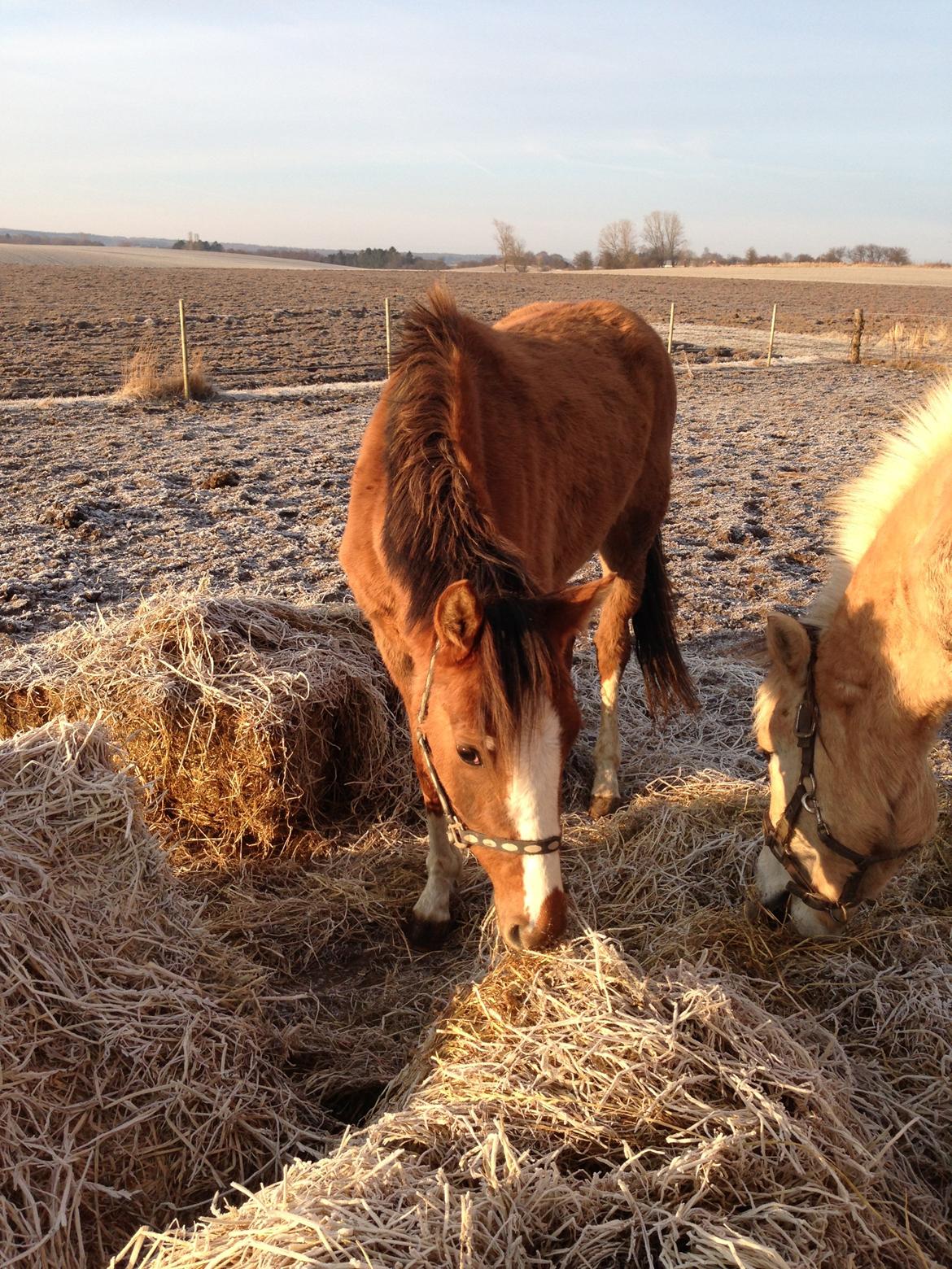 Pinto Dancing Rose billede 12