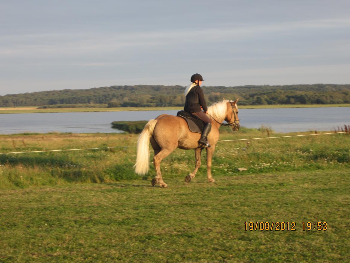 Haflinger Gelstoft Houston billede 16