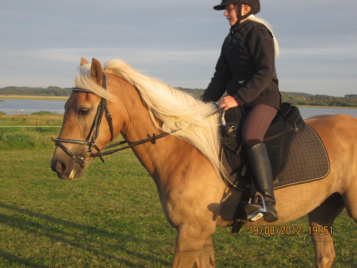 Haflinger Gelstoft Houston billede 18