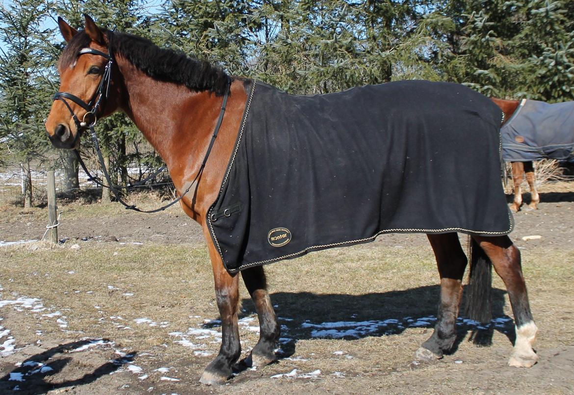 Dansk Varmblod Lucky Capana - fotoshoot d. 24/3 - 2013 billede 13