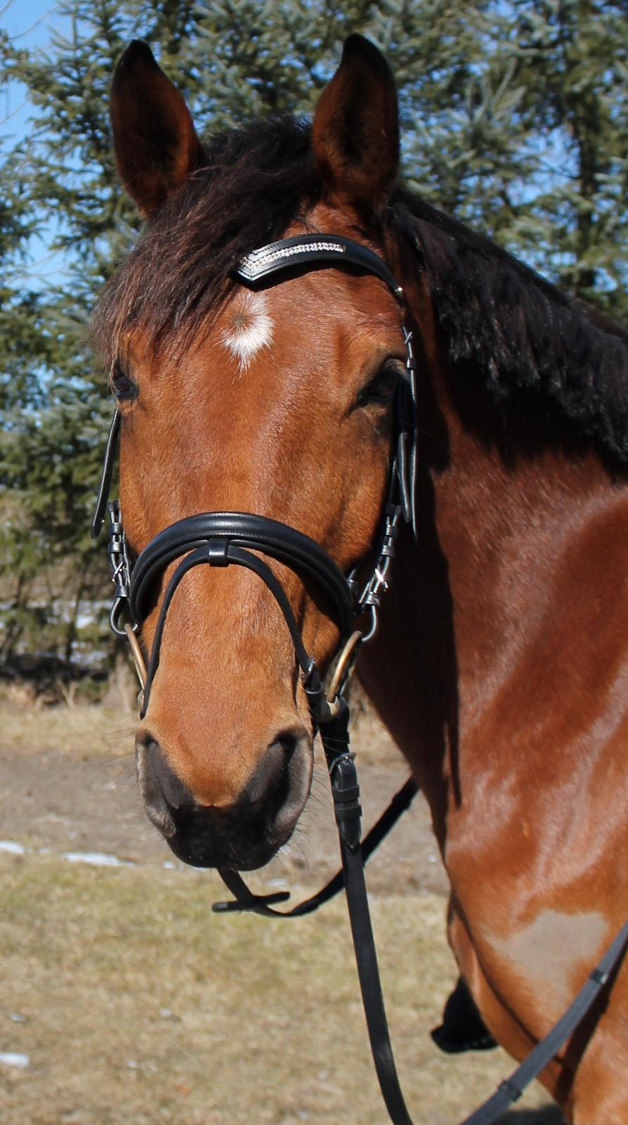 Dansk Varmblod Lucky Capana - fotoshoot d. 24/3 - 2013 billede 1