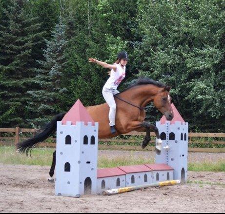 Dansk Varmblod Campino billede 19