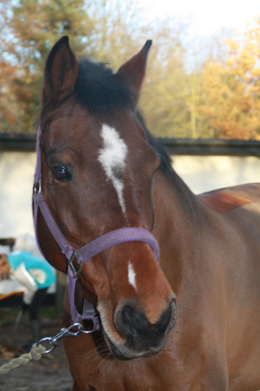 Dansk Varmblod Campino billede 4