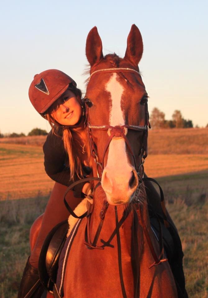 Tuigpaard Artiest H. - September 2012 billede 14