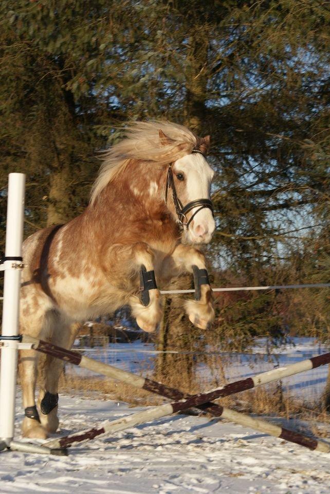 Irish Cob Frilenis Lux billede 15