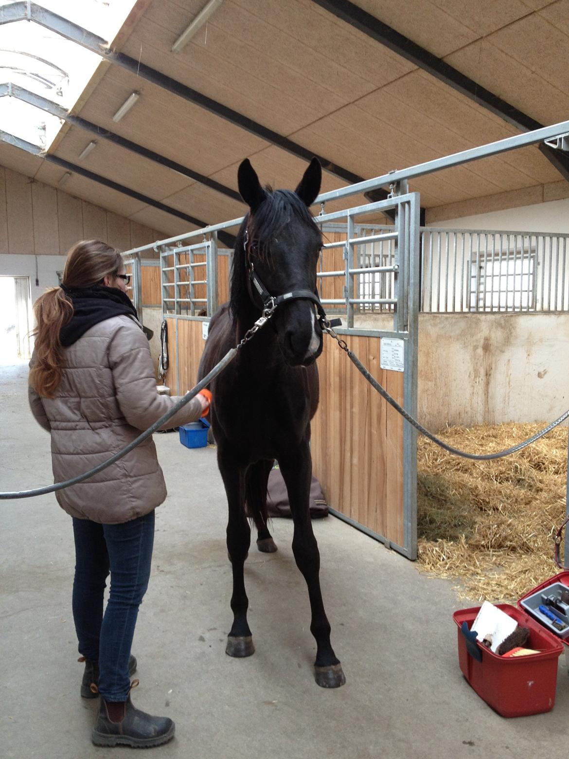 Dansk Varmblod Alphabeat - Hun står pænt på staldgangen :-)  billede 45