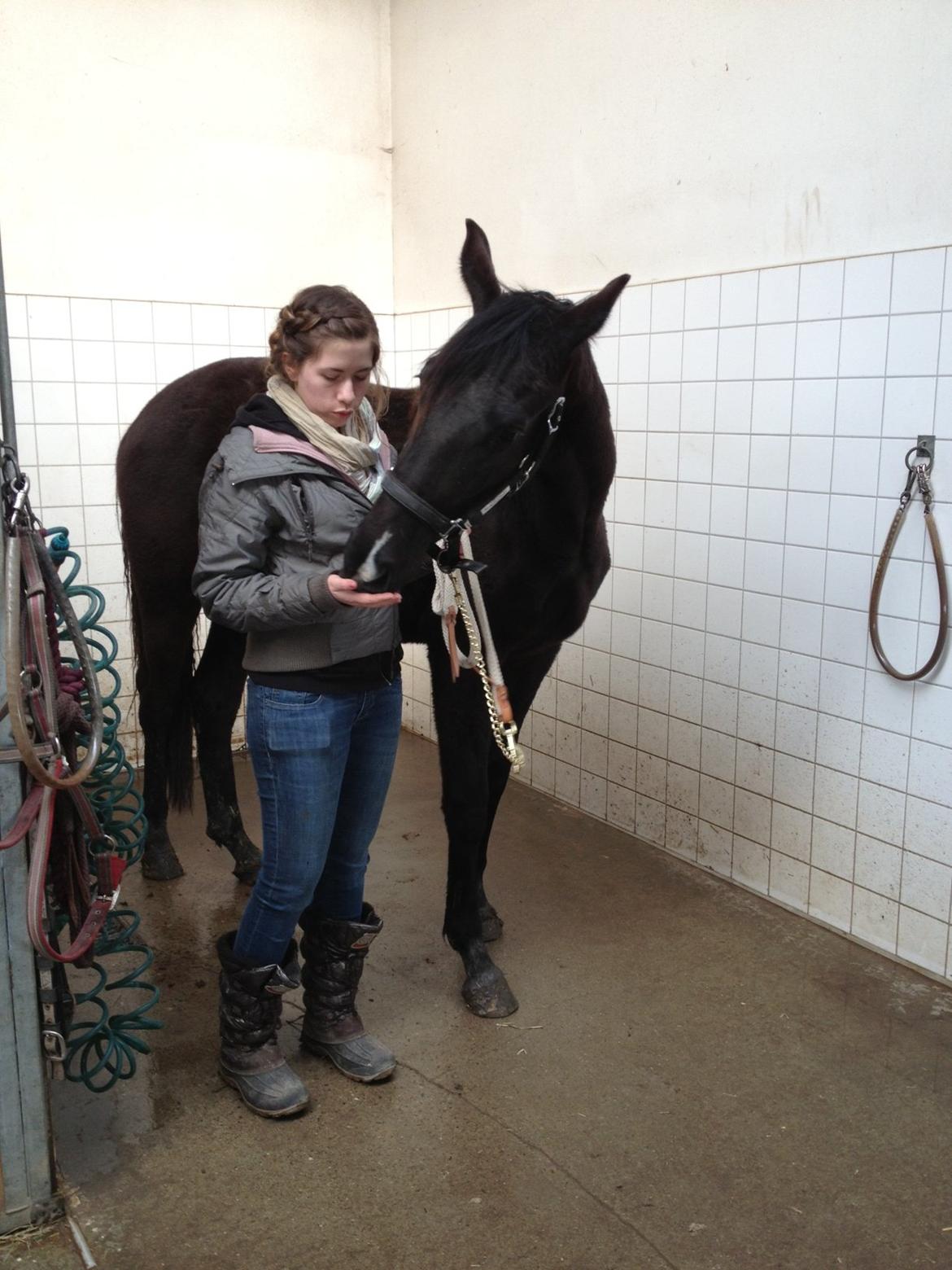 Dansk Varmblod Alphabeat - Vi øver os i at vende rundt i vandspiltovet - så hun ikke behøves at bakkes..  billede 31